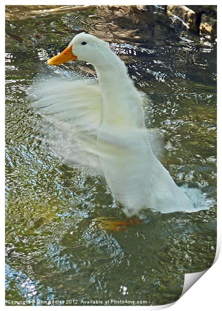 It's water off a Duck's back! Print by john hartley