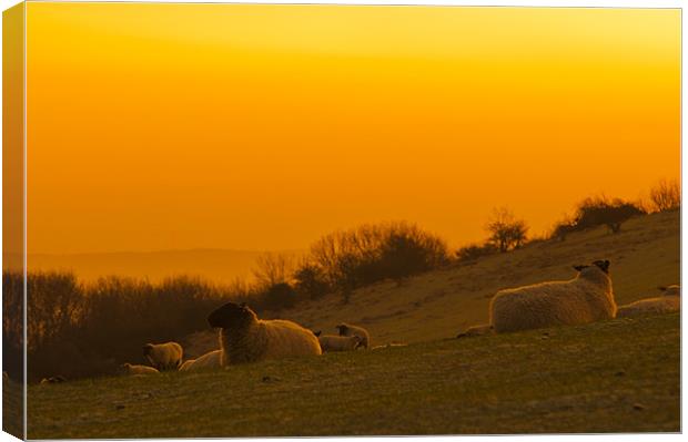 Sunrise on the South Downs Canvas Print by Eddie Howland