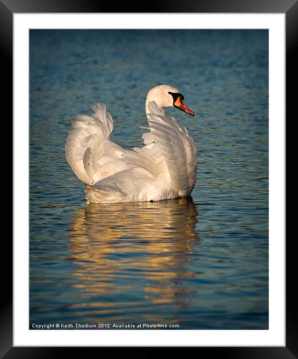 Mute Swan Framed Mounted Print by Keith Thorburn EFIAP/b