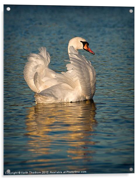Mute Swan Acrylic by Keith Thorburn EFIAP/b
