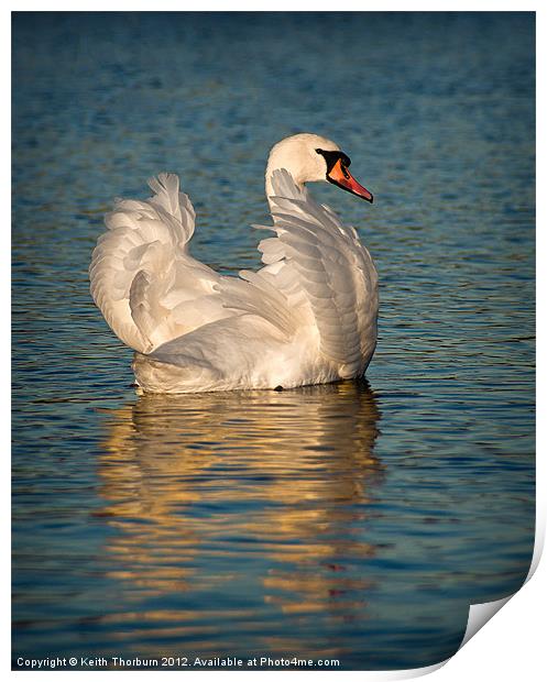 Mute Swan Print by Keith Thorburn EFIAP/b
