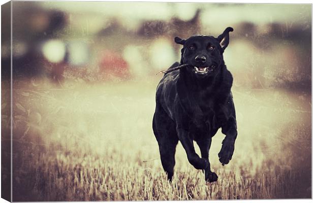 Running - Black Labrador Canvas Print by Simon Wrigglesworth
