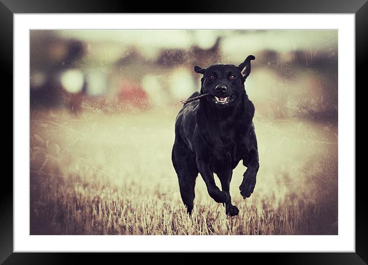 Running - Black Labrador Framed Mounted Print by Simon Wrigglesworth