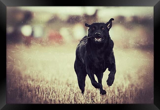 Running - Black Labrador Framed Print by Simon Wrigglesworth