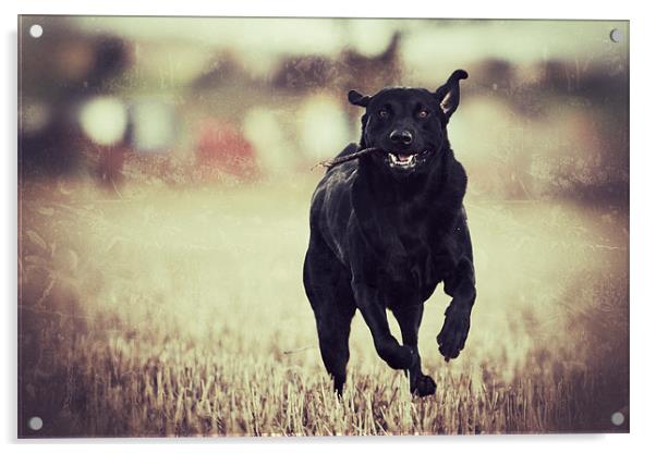 Running - Black Labrador Acrylic by Simon Wrigglesworth