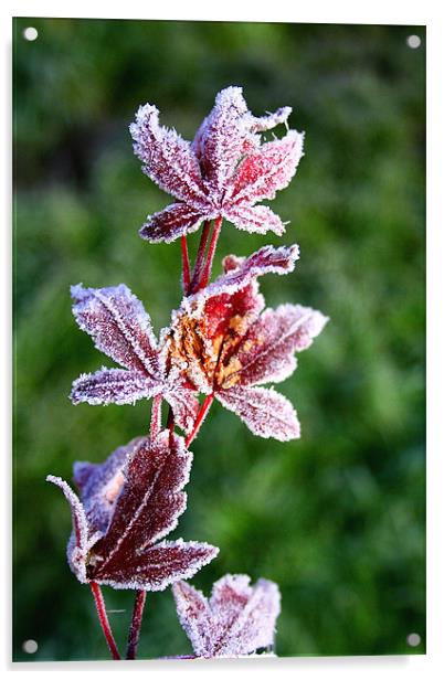 Frosty Foliage Acrylic by Wayne Molyneux
