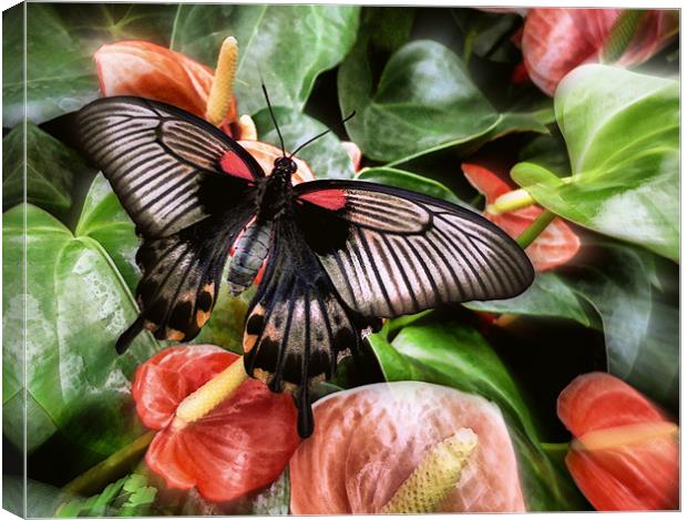 swallowtail butterfly on anthuriams Canvas Print by Heather Newton