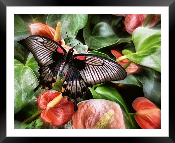 swallowtail butterfly on anthuriams Framed Mounted Print by Heather Newton