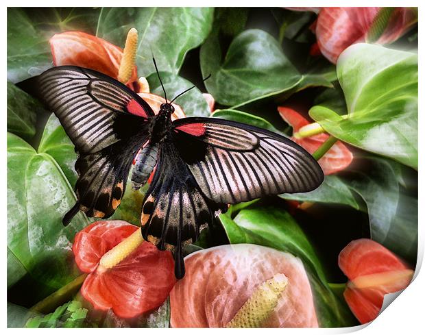 swallowtail butterfly on anthuriams Print by Heather Newton