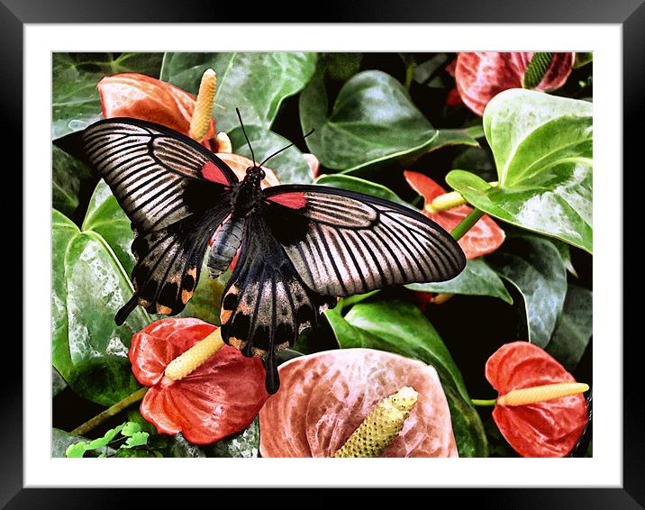 swallowtail butterfly on anthuriums (painted effec Framed Mounted Print by Heather Newton