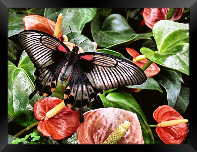 swallowtail butterfly on anthuriums (painted effec Framed Print by Heather Newton