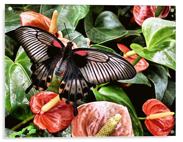 swallowtail butterfly on anthuriums (painted effec Acrylic by Heather Newton