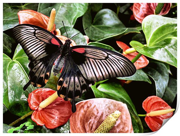swallowtail butterfly on anthuriums (painted effec Print by Heather Newton