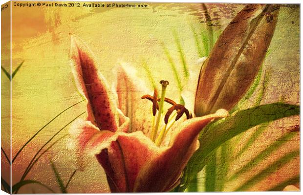 Lilly Textured Canvas Print by Paul Davis