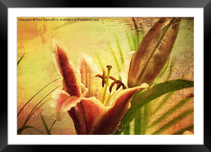 Lilly Textured Framed Mounted Print by Paul Davis