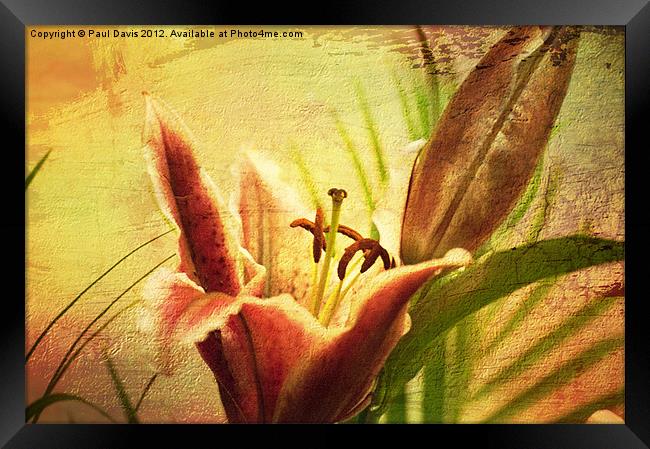 Lilly Textured Framed Print by Paul Davis