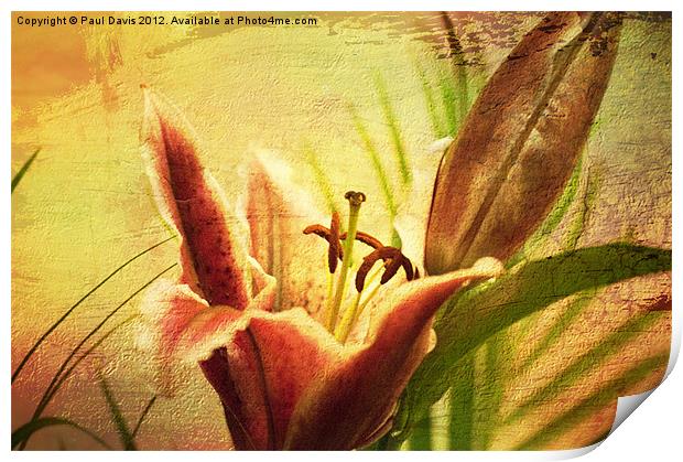 Lilly Textured Print by Paul Davis