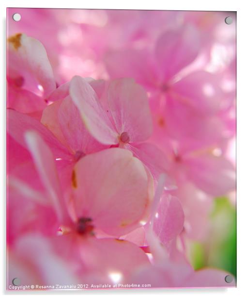 hydrangea's in spring with tiny pink petals and s Acrylic by Rosanna Zavanaiu