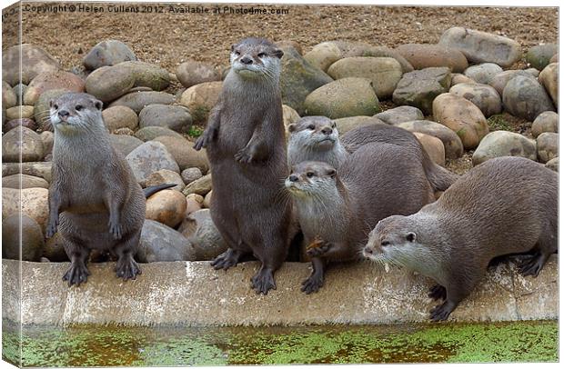 ROW OF OTTERS Canvas Print by Helen Cullens