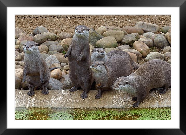 ROW OF OTTERS Framed Mounted Print by Helen Cullens