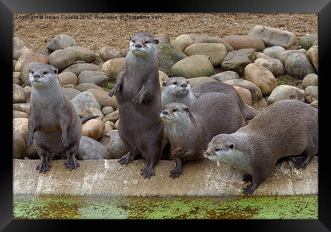 ROW OF OTTERS Framed Print by Helen Cullens