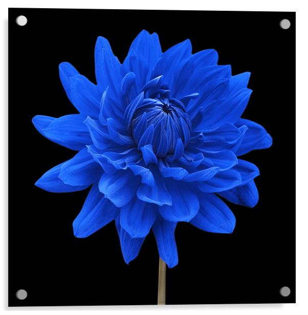 Blue Dahlia Flower Black Background Acrylic by Natalie Kinnear