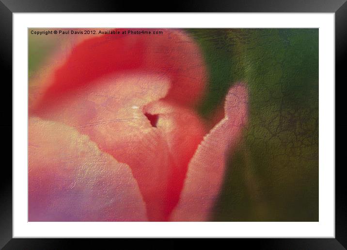 Tulip Textured Framed Mounted Print by Paul Davis