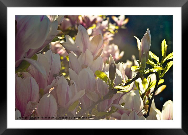 Magnolia in Bloom Framed Mounted Print by Kelvin Futcher 2D Photography