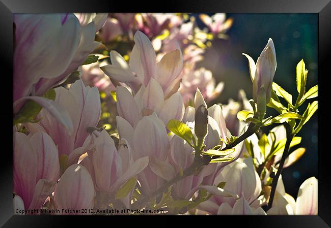 Magnolia in Bloom Framed Print by Kelvin Futcher 2D Photography