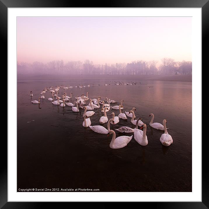 Swan Lake Framed Mounted Print by Daniel Zrno