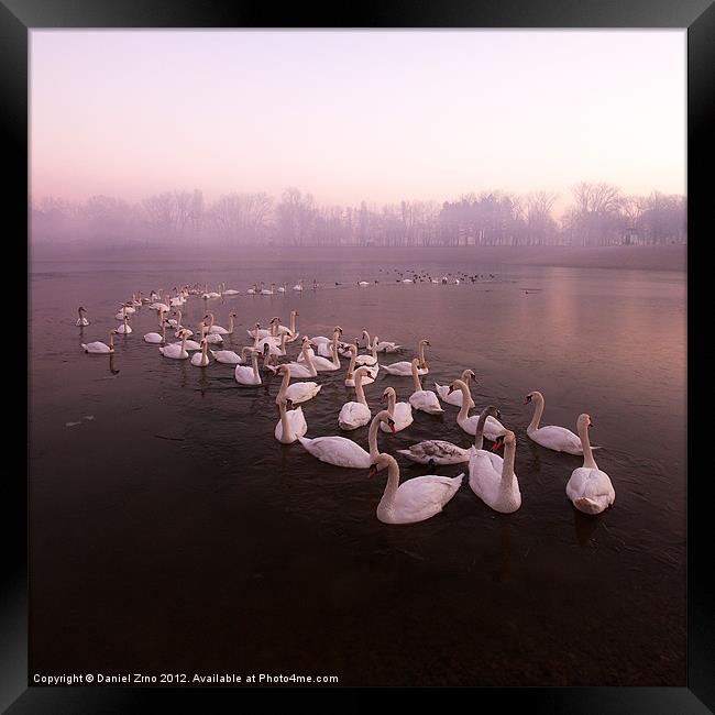 Swan Lake Framed Print by Daniel Zrno