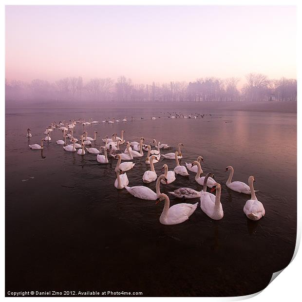 Swan Lake Print by Daniel Zrno