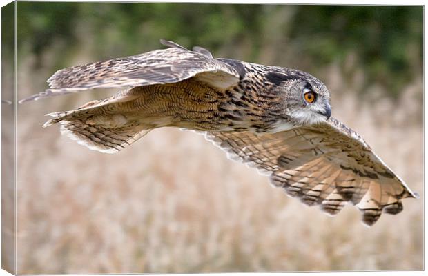 Eagle Owl Flight Canvas Print by Val Saxby LRPS