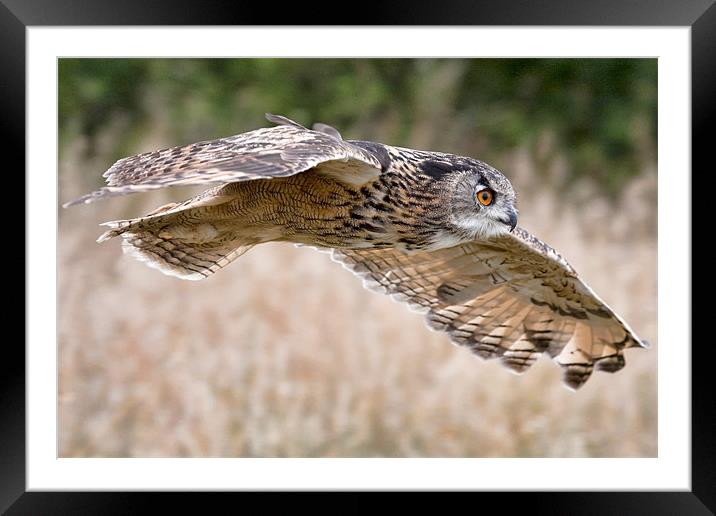 Eagle Owl Flight Framed Mounted Print by Val Saxby LRPS