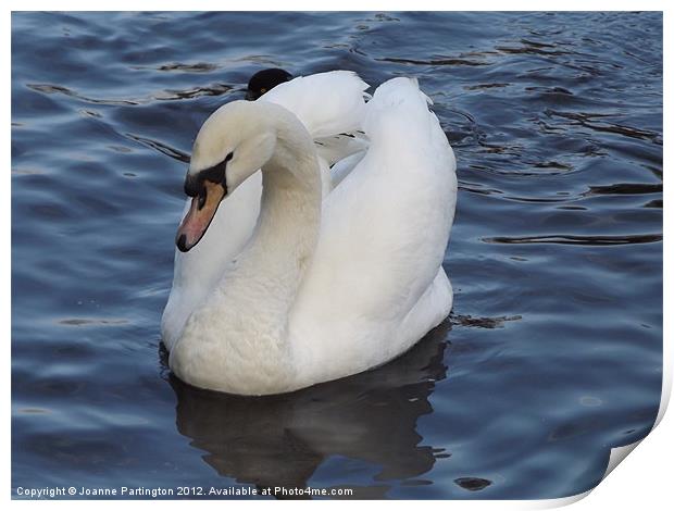 Swan on the Water Print by Joanne Partington