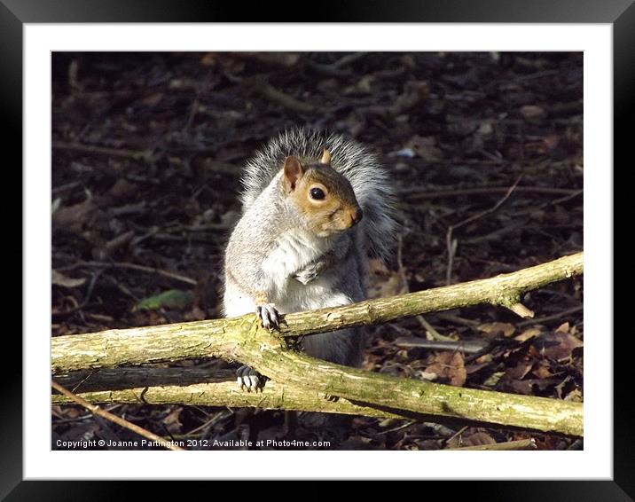 Resting Squirrel Framed Mounted Print by Joanne Partington