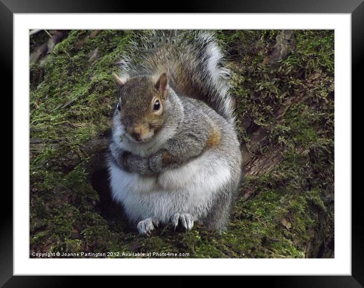 Squirrel in tree Framed Mounted Print by Joanne Partington