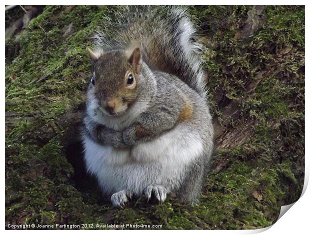Squirrel in tree Print by Joanne Partington