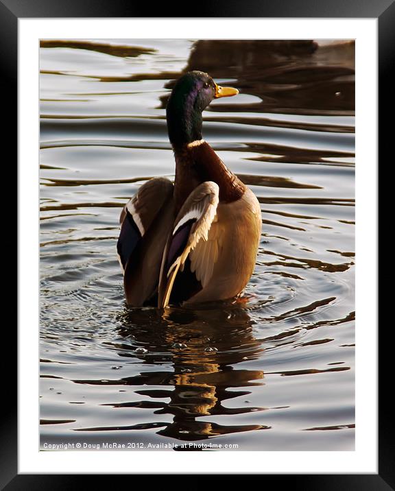 Duck Framed Mounted Print by Doug McRae