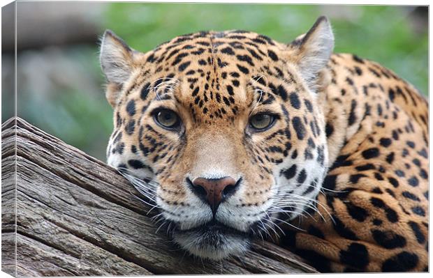 Jaguar stare Canvas Print by bryan hynd