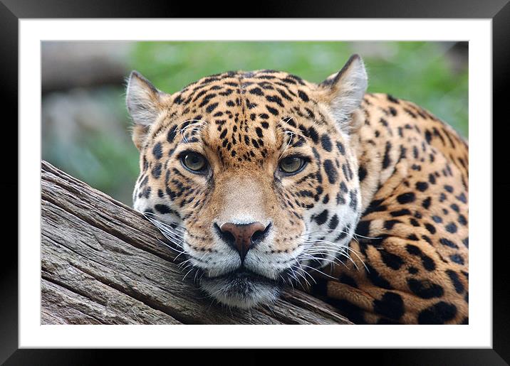 Jaguar stare Framed Mounted Print by bryan hynd