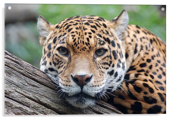 Jaguar stare Acrylic by bryan hynd