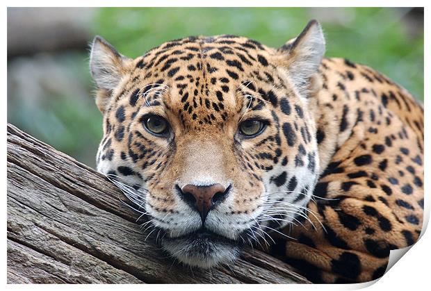 Jaguar stare Print by bryan hynd
