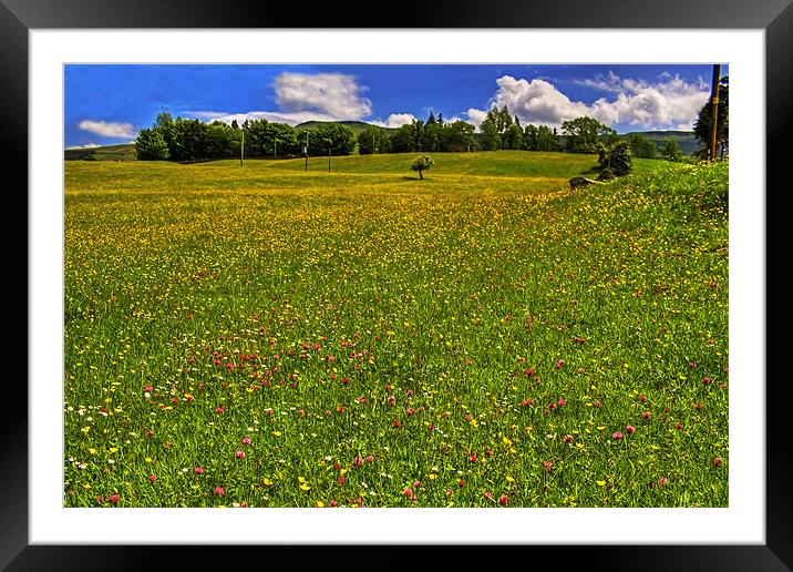 Meadow Flowers Framed Mounted Print by Tom Gomez