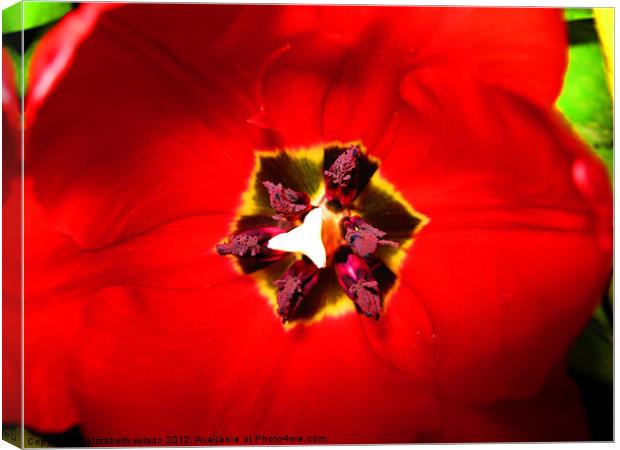 Red Tulip Canvas Print by Elizabeth Wilson-Stephen
