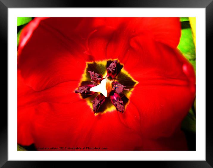 Red Tulip Framed Mounted Print by Elizabeth Wilson-Stephen
