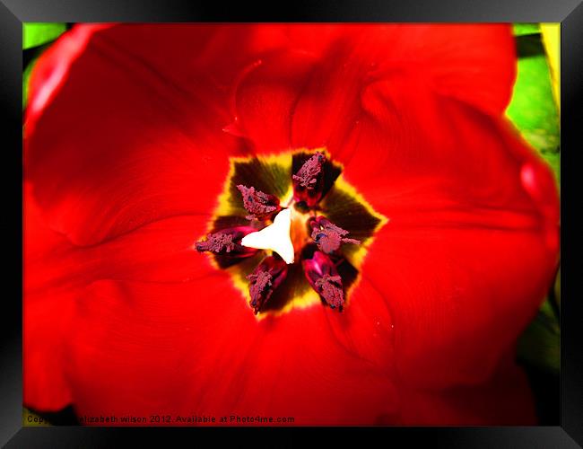 Red Tulip Framed Print by Elizabeth Wilson-Stephen