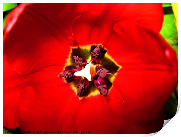 Red Tulip Print by Elizabeth Wilson-Stephen