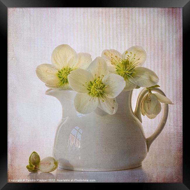 Hellebores Framed Print by Sandra Pledger