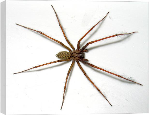 House Spider Canvas Print by sean walters